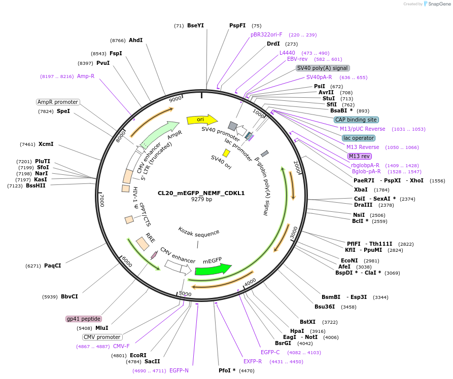 205867-plasmid-map-sequence-id-418385