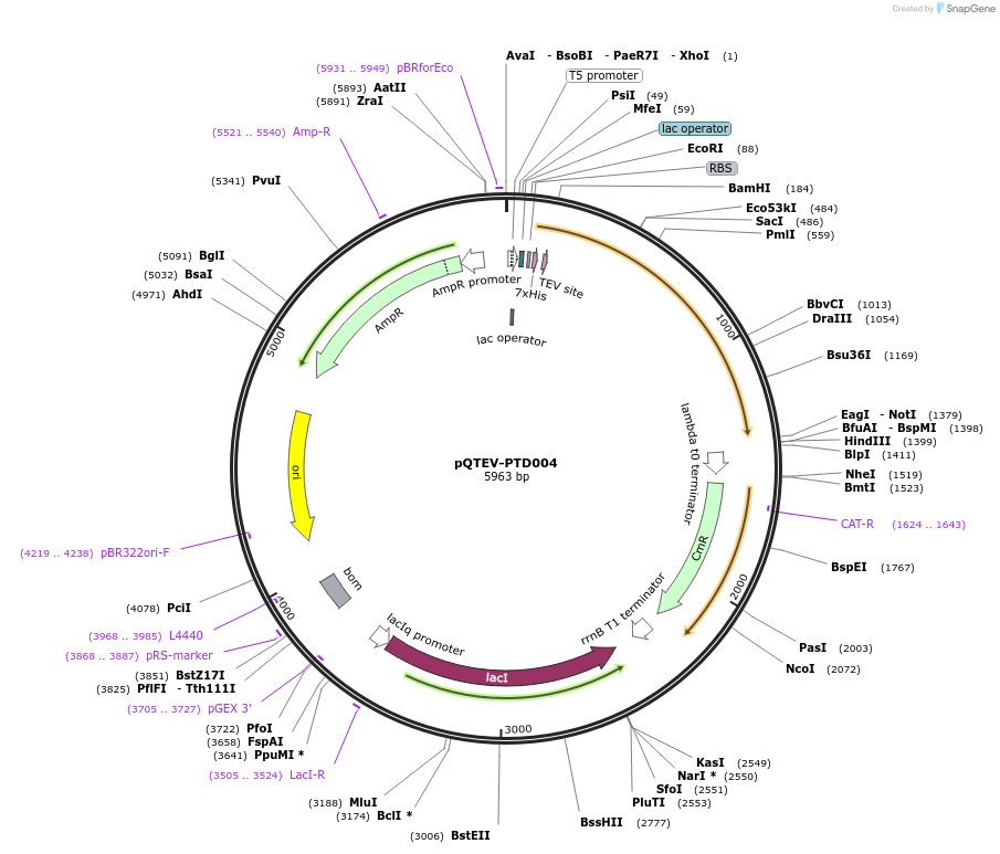 34798-plasmid-map-sequence-id-41842