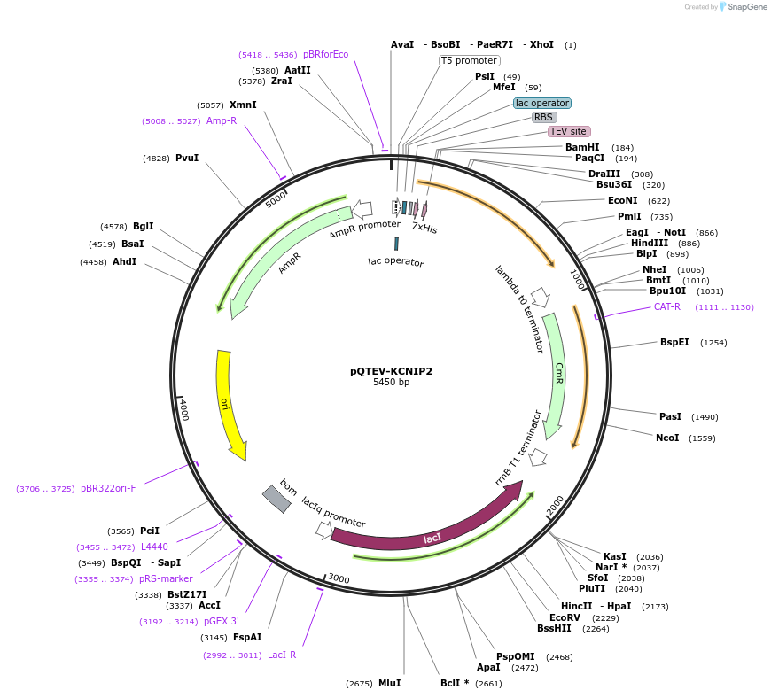 34799-plasmid-map-sequence-id-41843