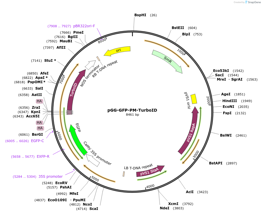209402-plasmid-map-sequence-id-418450
