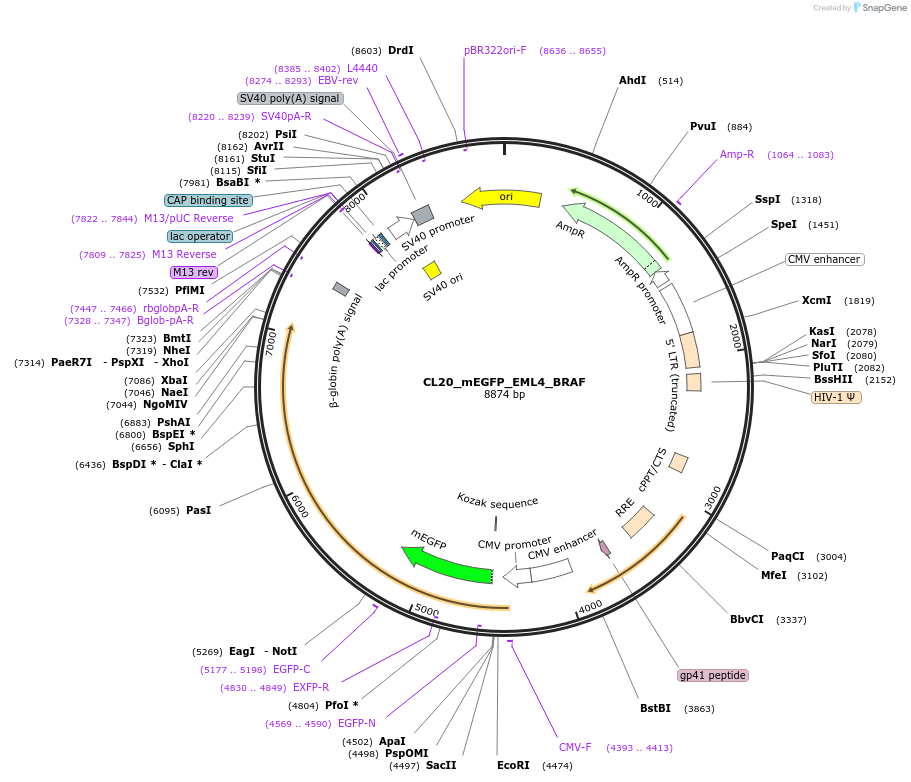 205812-plasmid-map-sequence-id-418466