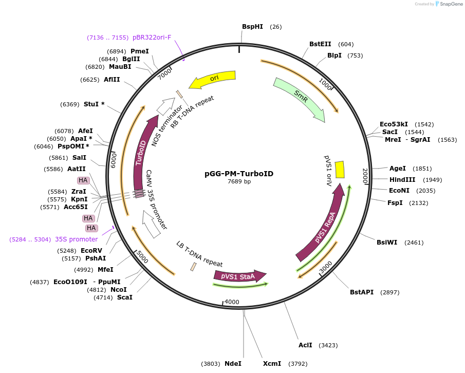 209395-plasmid-map-sequence-id-418468