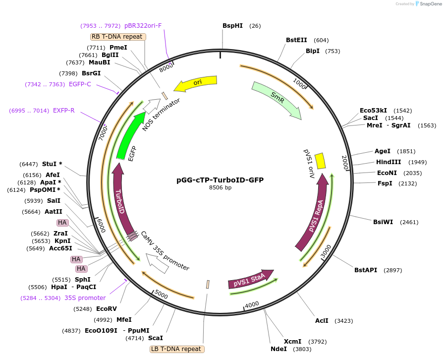 209403-plasmid-map-sequence-id-418471