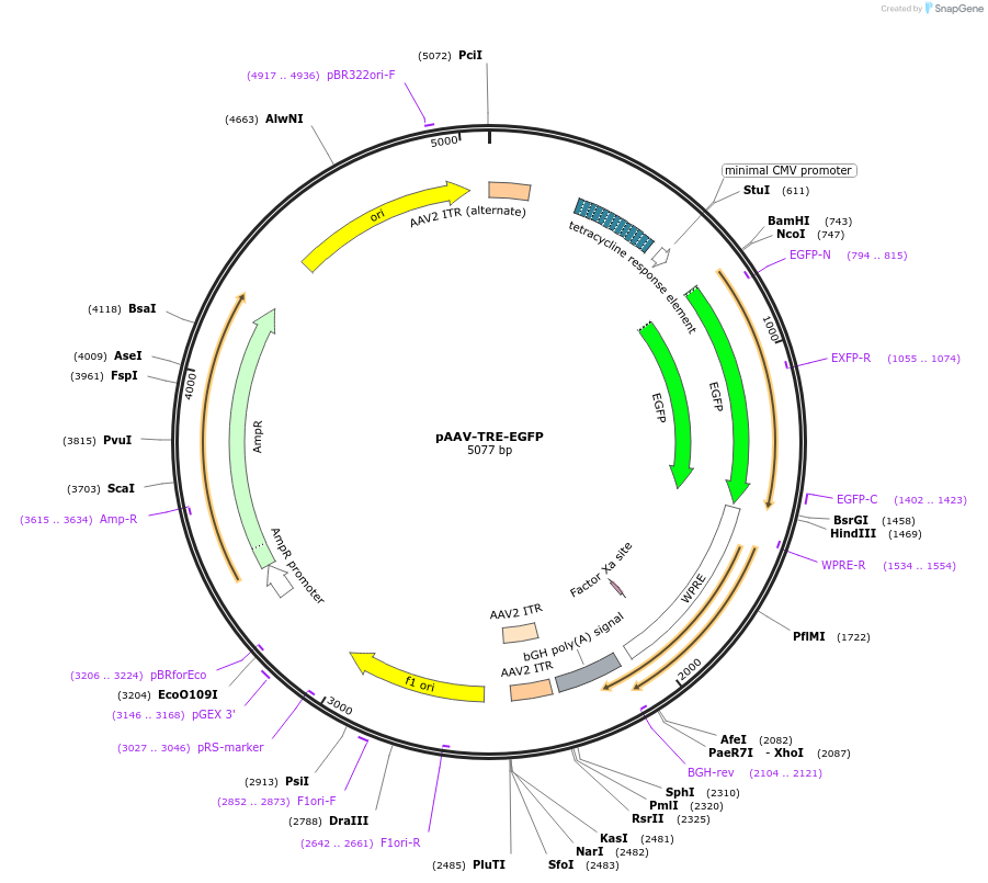 89875-plasmid-map-sequence-id-418475