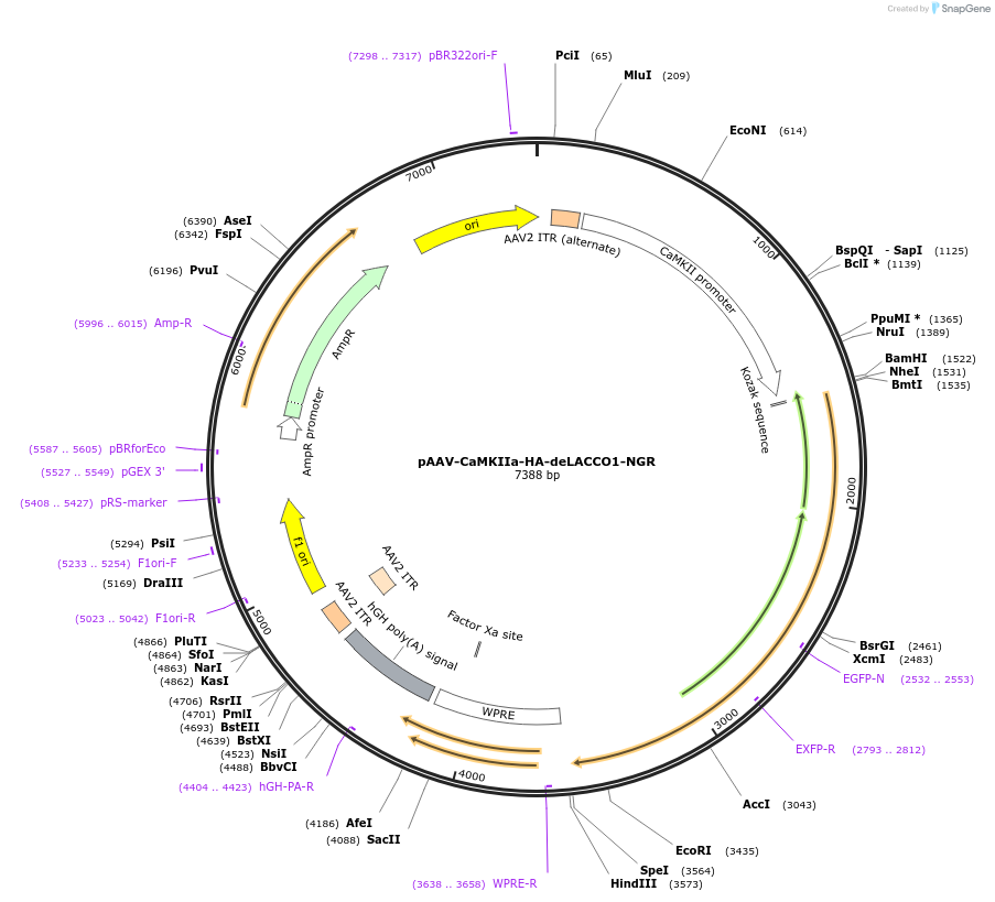 207990-plasmid-map-sequence-id-418485