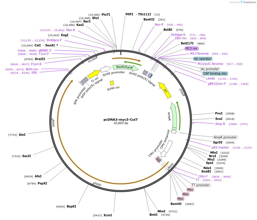 20695-plasmid-map-sequence-id-418615