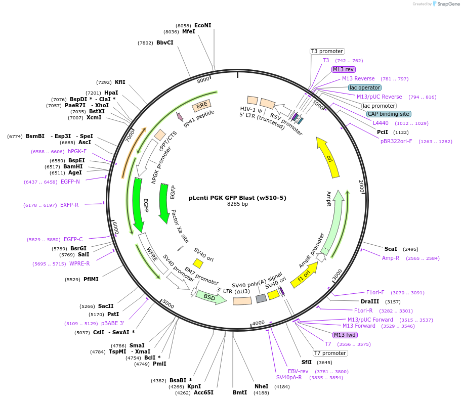 19069-plasmid-map-sequence-id-418709