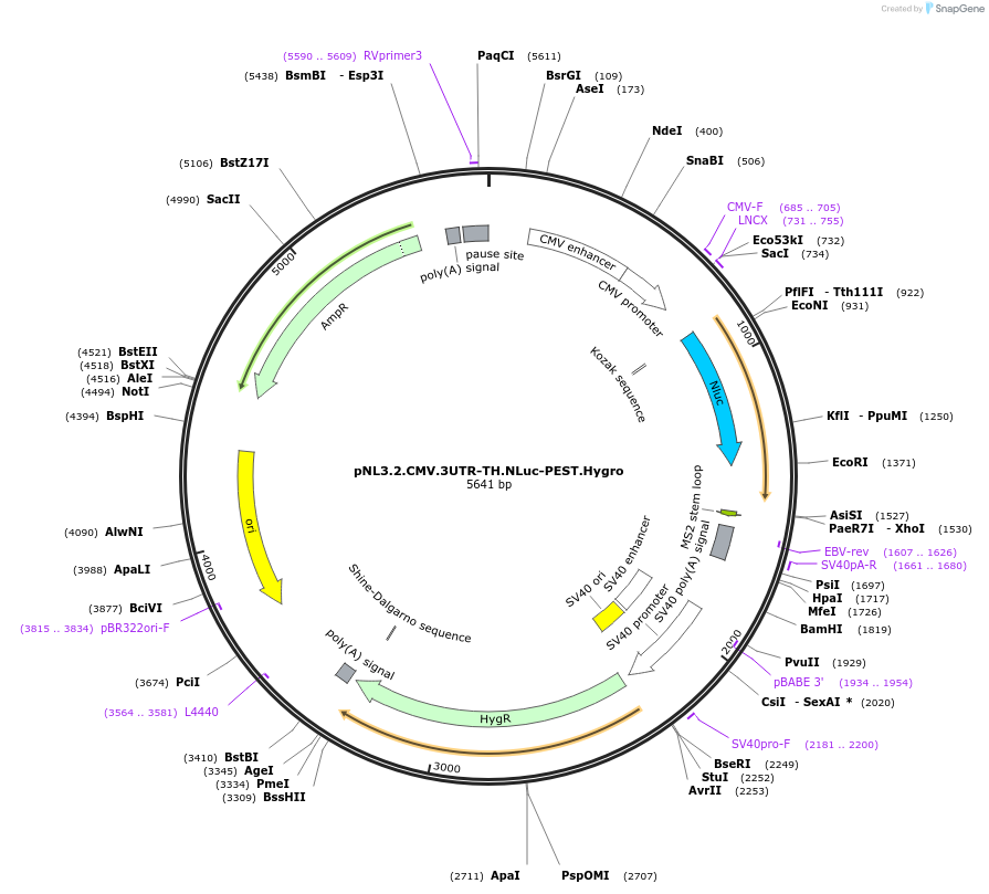 209952-plasmid-map-sequence-id-418716