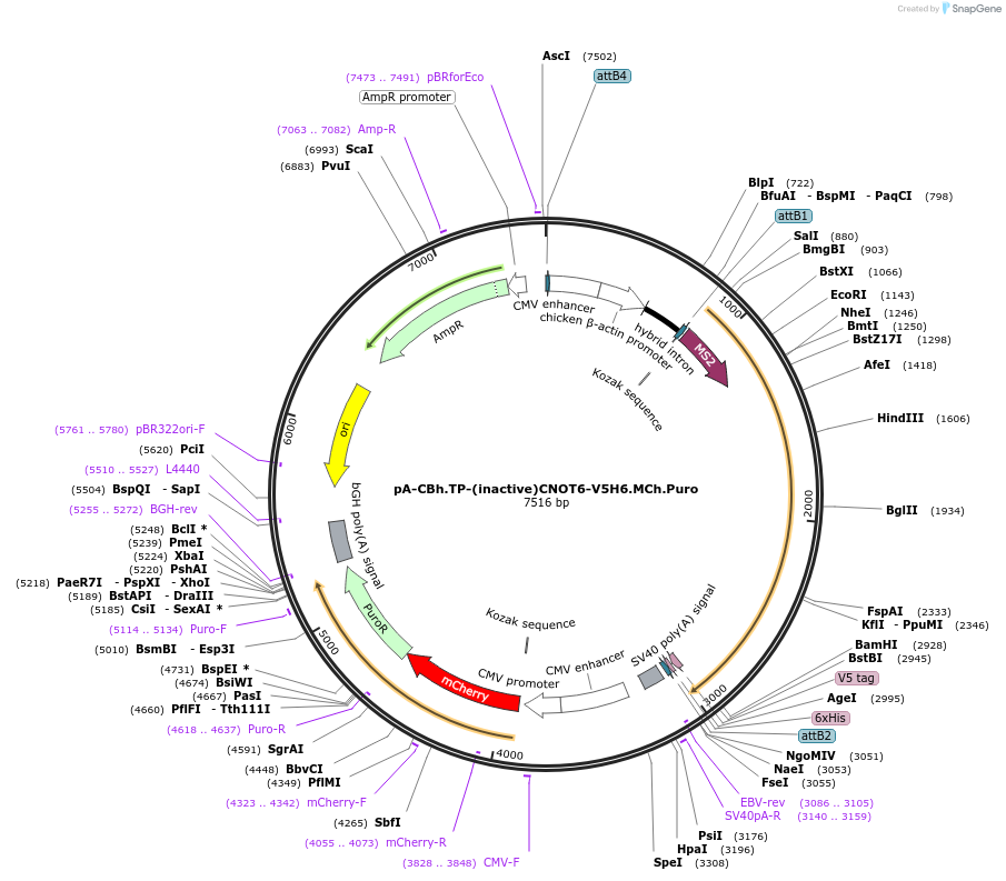 209943-plasmid-map-sequence-id-418717