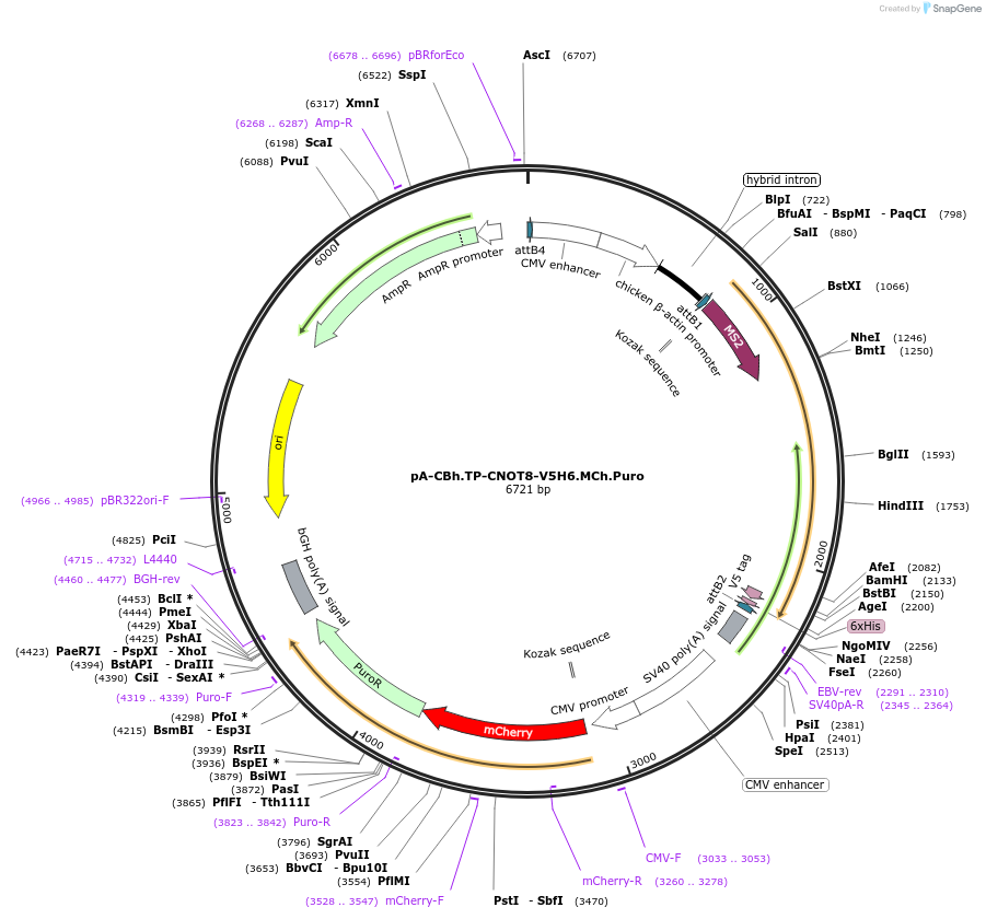 209947-plasmid-map-sequence-id-418725