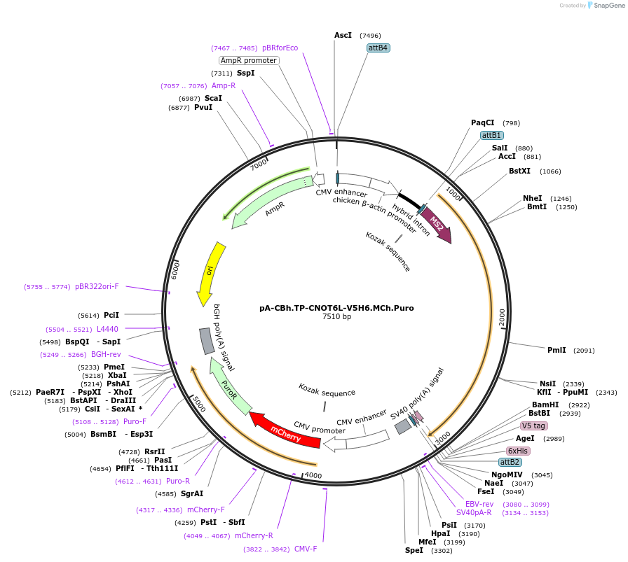 209945-plasmid-map-sequence-id-418727