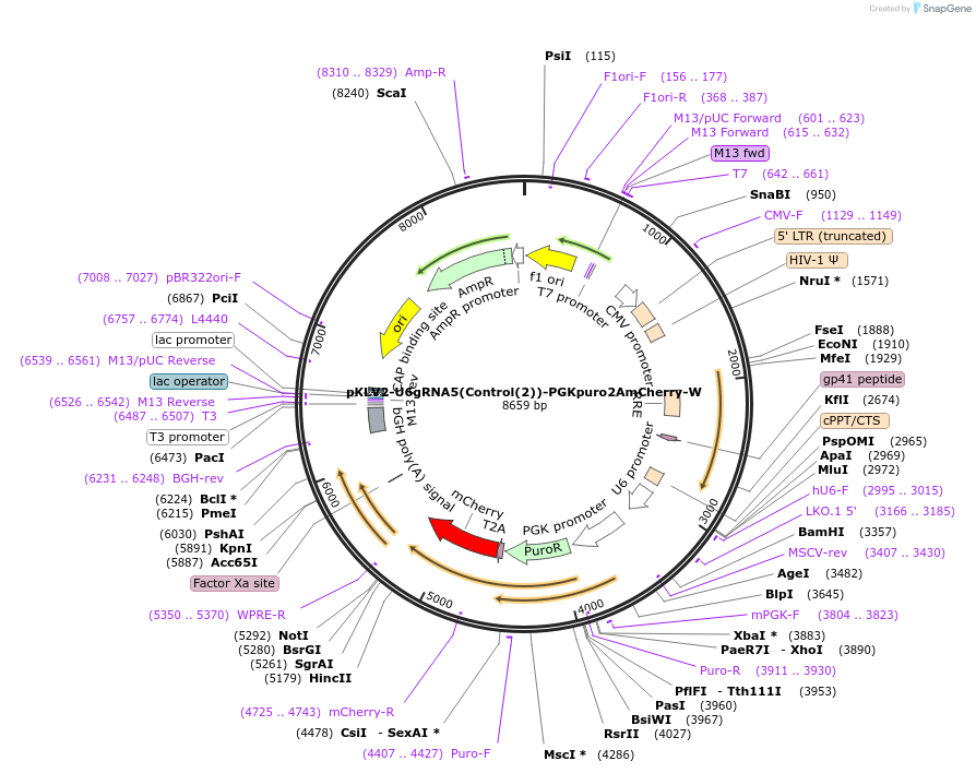 210613-plasmid-map-sequence-id-418730