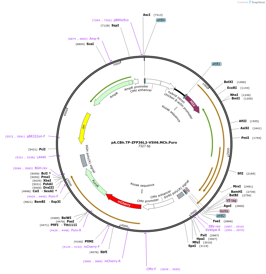 209951-plasmid-map-sequence-id-418732