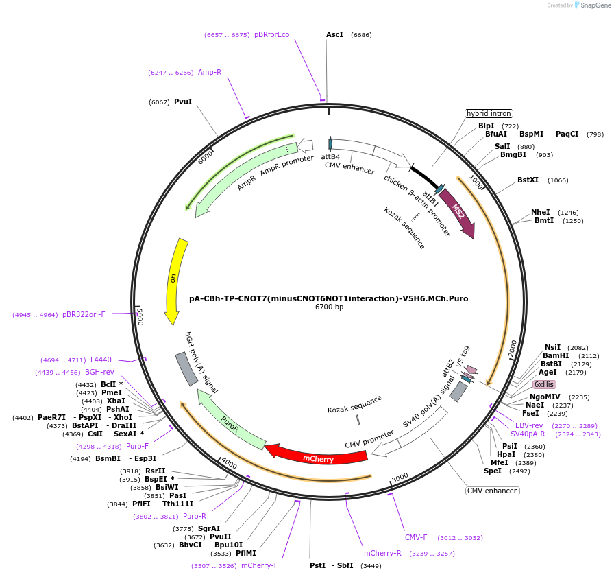 209941-plasmid-map-sequence-id-418733