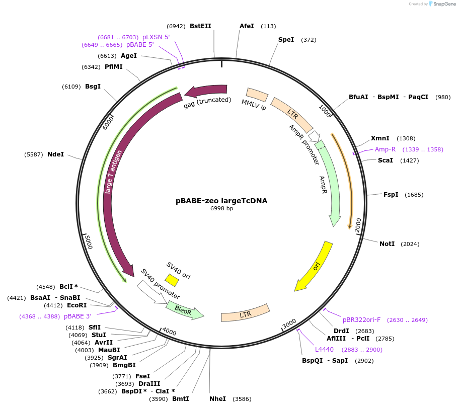 1779-plasmid-map-sequence-id-418735