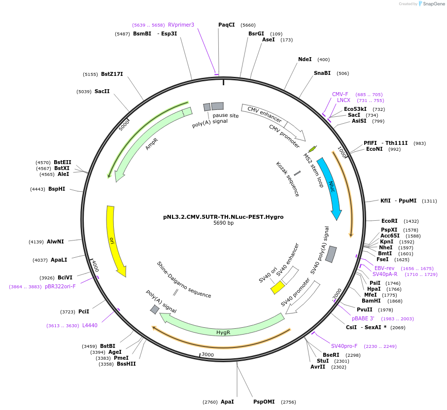 209953-plasmid-map-sequence-id-418738