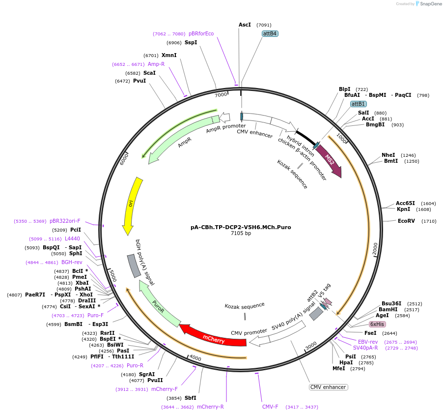 209948-plasmid-map-sequence-id-418740