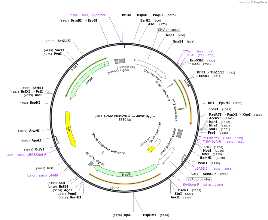 209955-plasmid-map-sequence-id-418744
