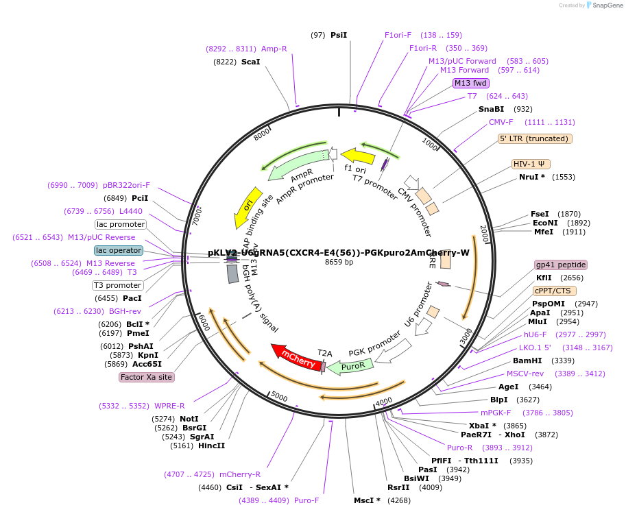 210614-plasmid-map-sequence-id-418746