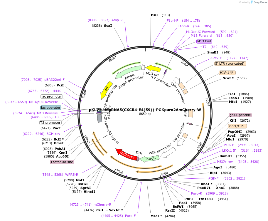210615-plasmid-map-sequence-id-418747