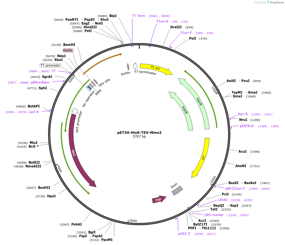 212716-plasmid-map-sequence-id-418759