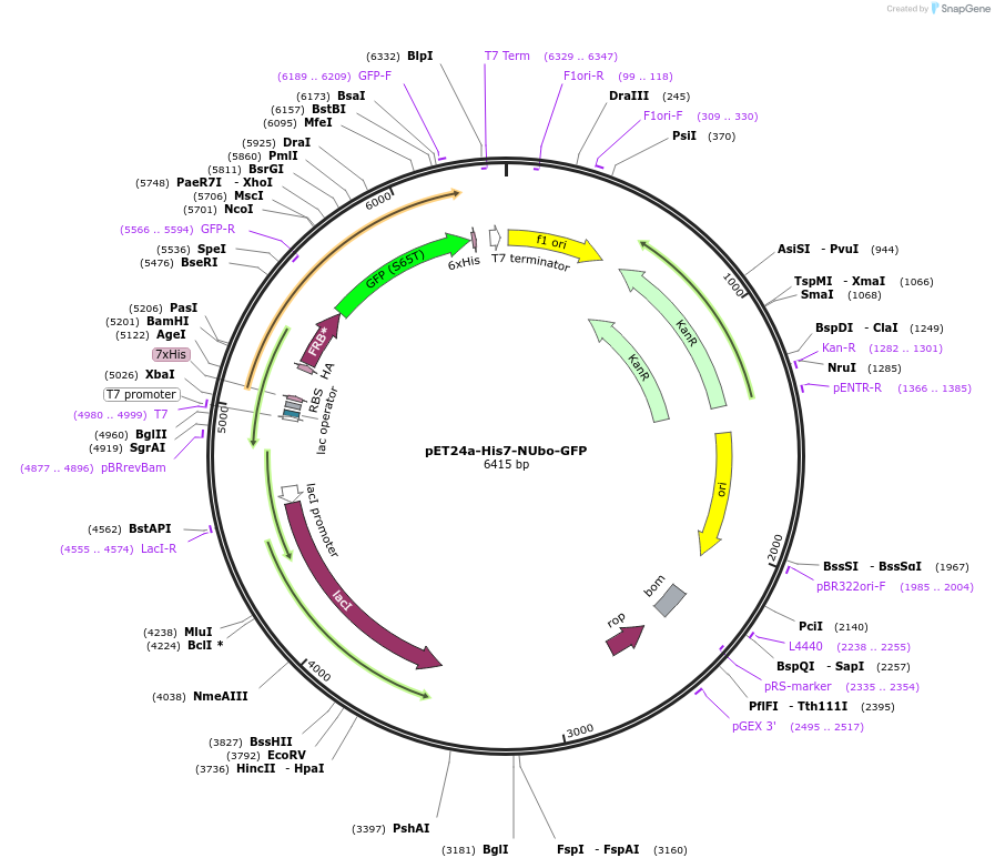 212719-plasmid-map-sequence-id-418764
