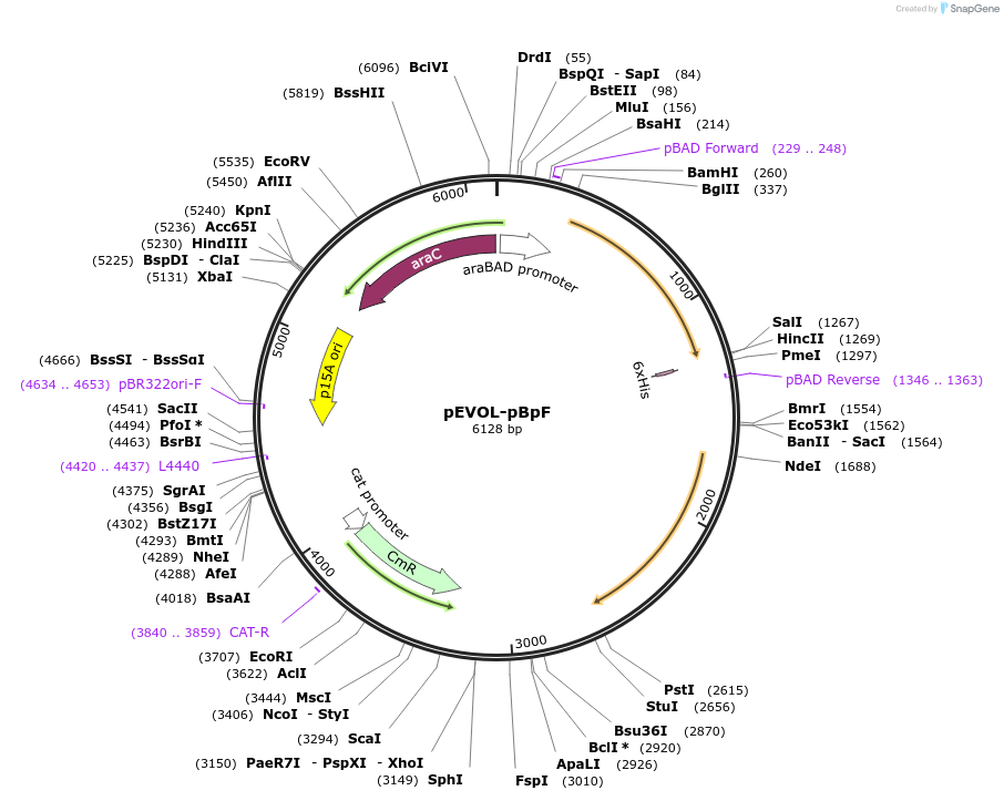 31190-plasmid-map-sequence-id-418765