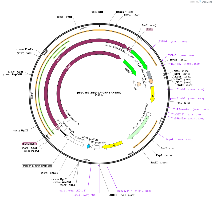 48138-plasmid-map-sequence-id-418767