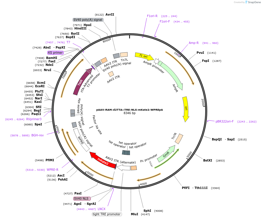 84474-plasmid-map-sequence-id-418769
