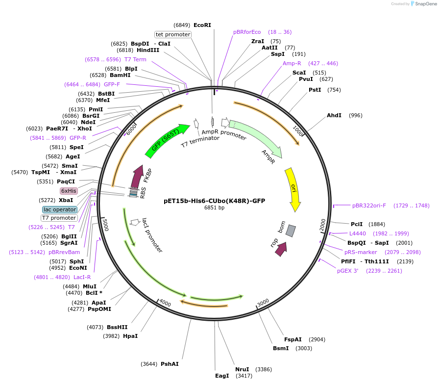 212721-plasmid-map-sequence-id-418833