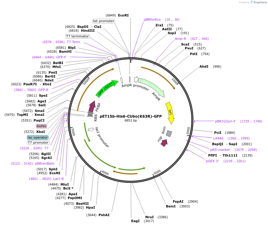 212722-plasmid-map-sequence-id-418836