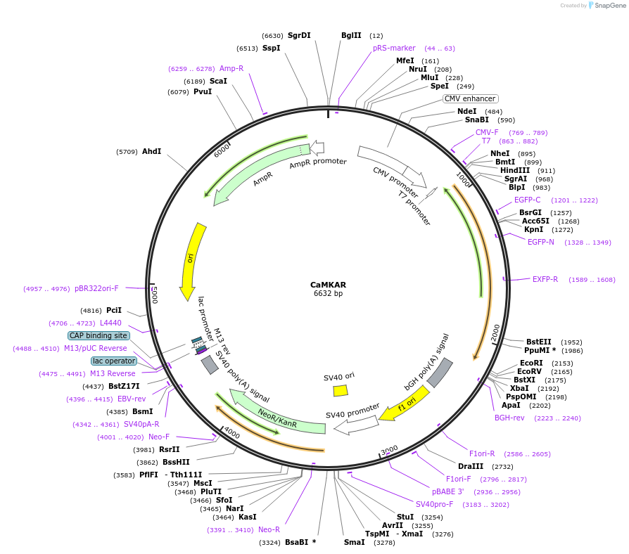 205315-plasmid-map-sequence-id-418846