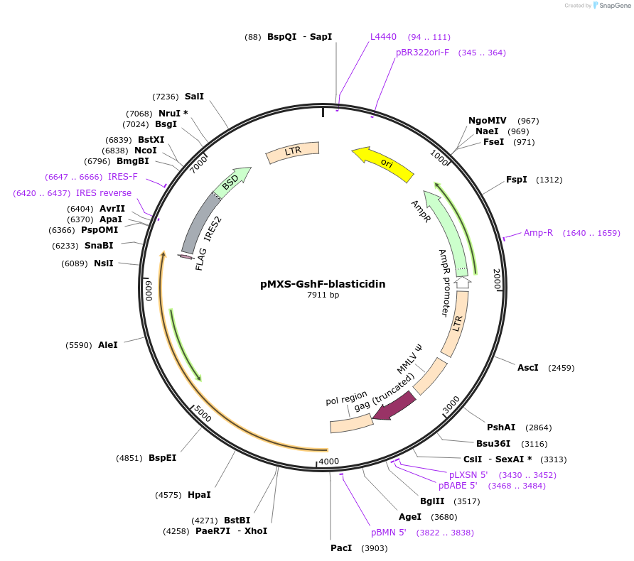 210313-plasmid-map-sequence-id-418847