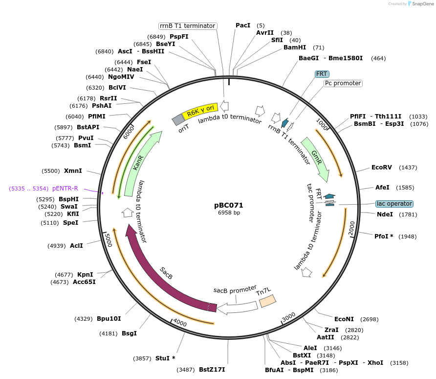 202235-plasmid-map-sequence-id-418869