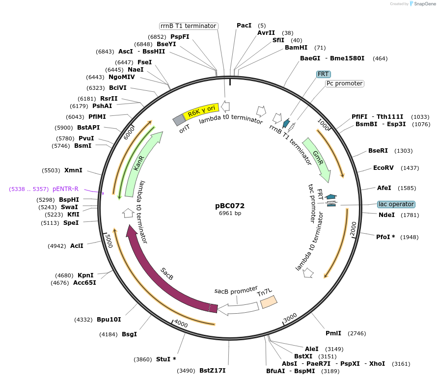 202236-plasmid-map-sequence-id-418870