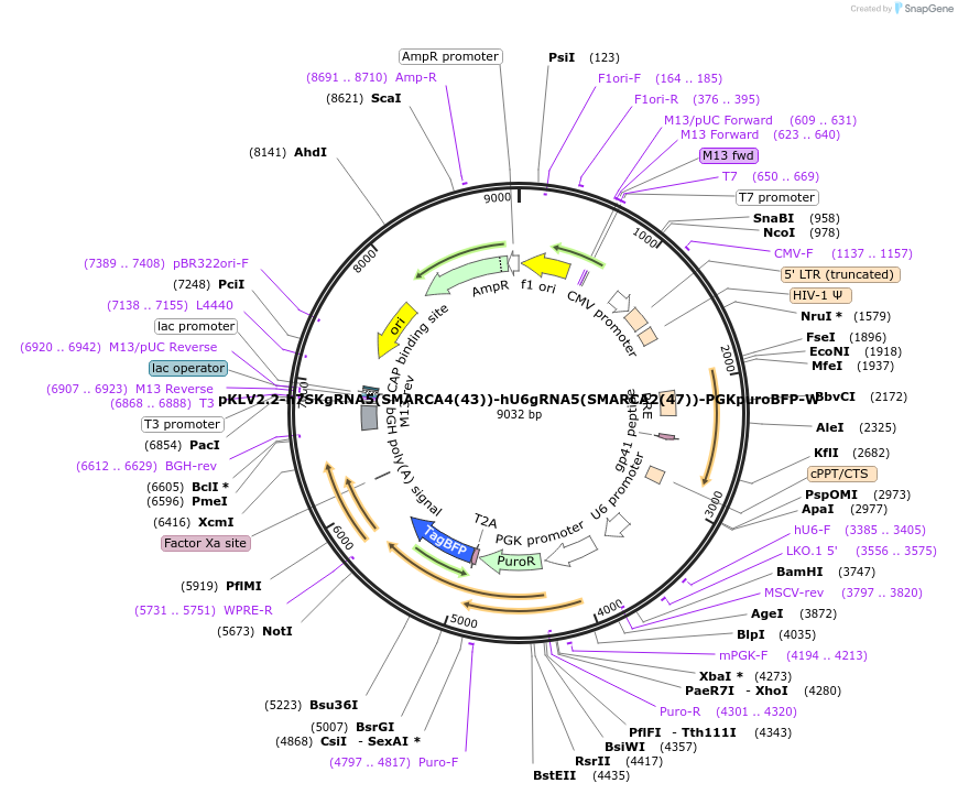 200505-plasmid-map-sequence-id-418872