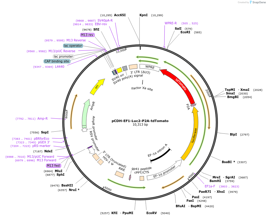 72486-plasmid-map-sequence-id-418875