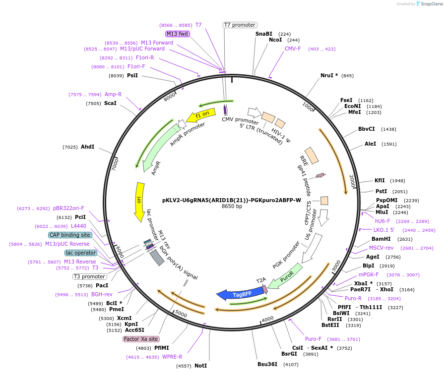 200469-plasmid-map-sequence-id-418880