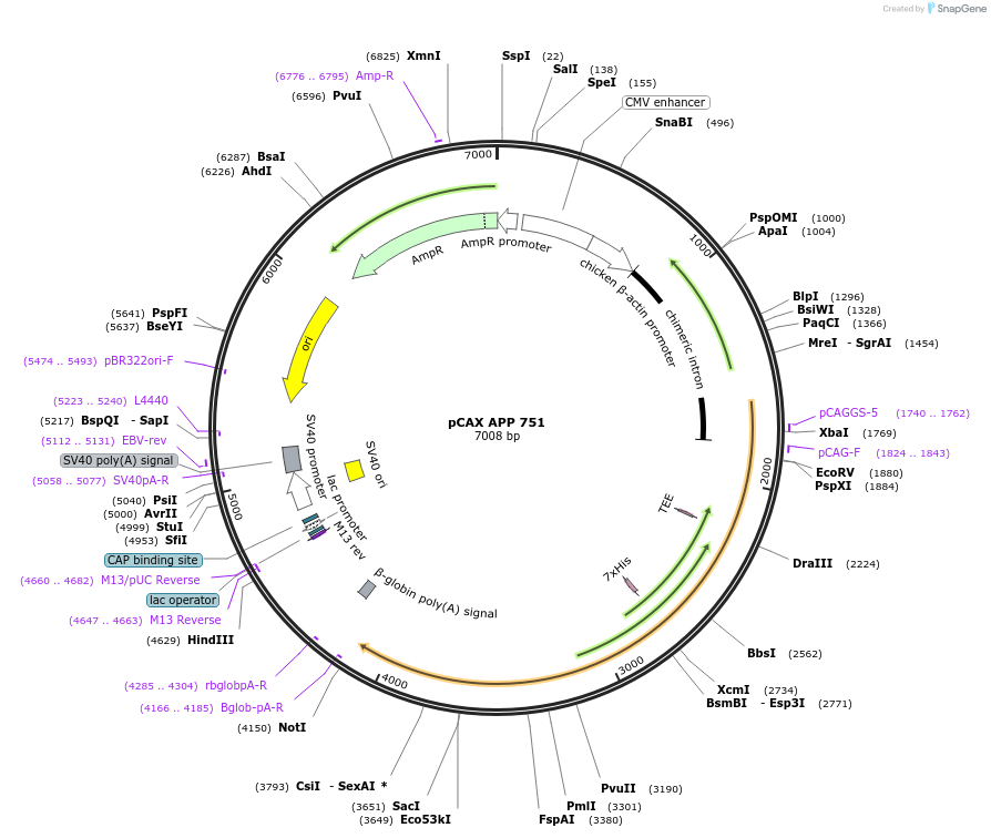 30138-plasmid-map-sequence-id-418883