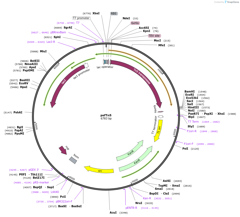 79107-plasmid-map-sequence-id-418885