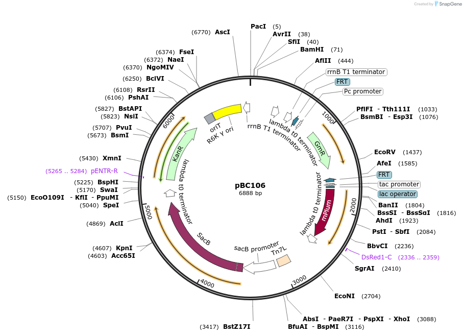 202245-plasmid-map-sequence-id-418898