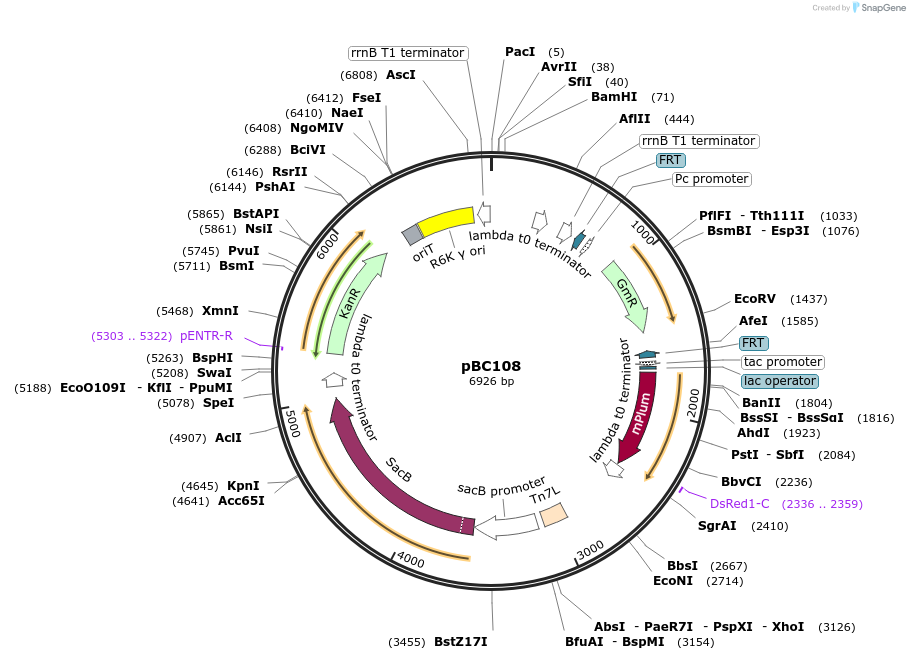 202247-plasmid-map-sequence-id-418899