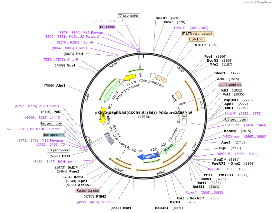 200484-plasmid-map-sequence-id-418901