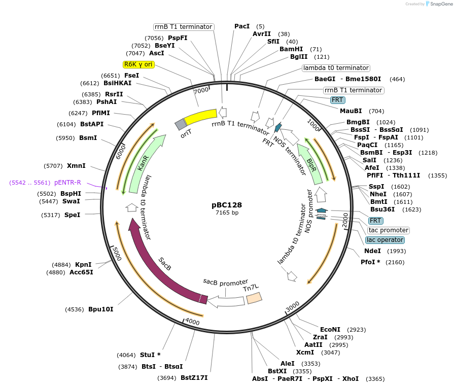 202255-plasmid-map-sequence-id-418904
