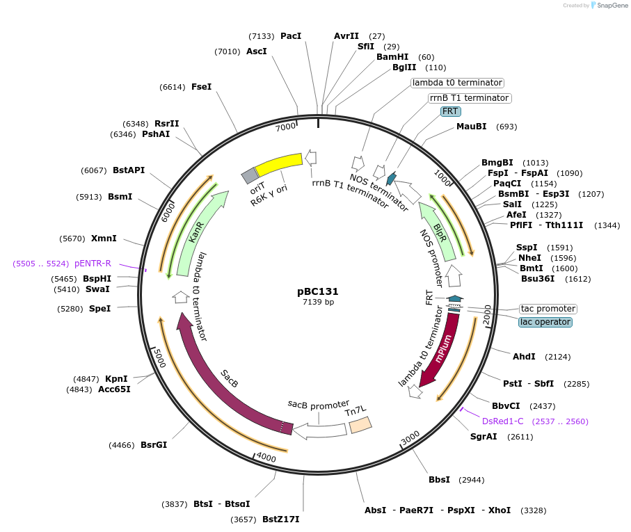 202258-plasmid-map-sequence-id-418906