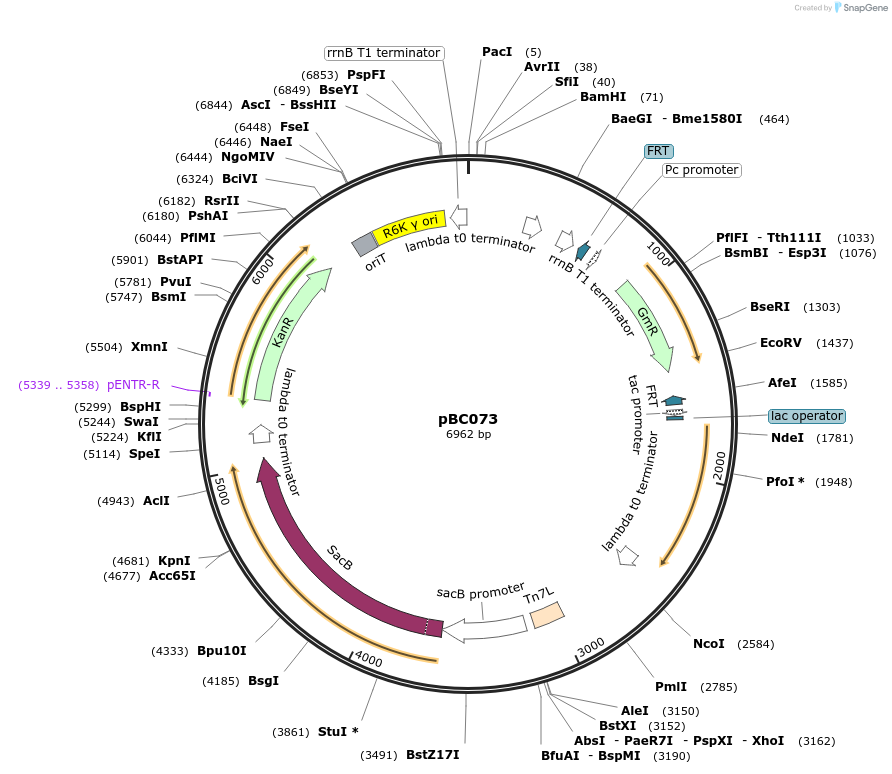 202237-plasmid-map-sequence-id-418908