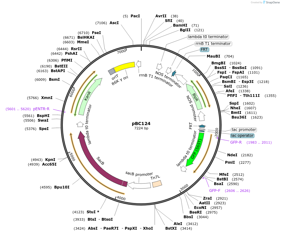 202251-plasmid-map-sequence-id-418911