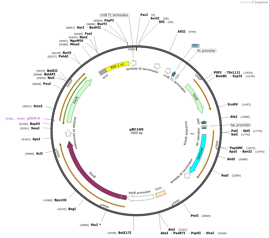 202248-plasmid-map-sequence-id-418912