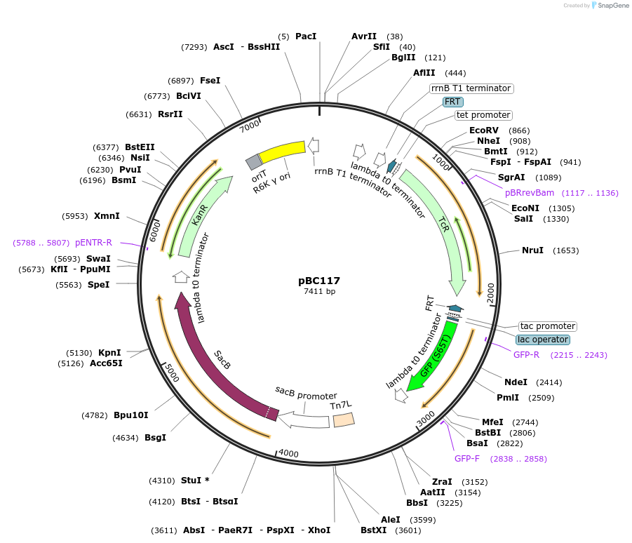 202278-plasmid-map-sequence-id-418914