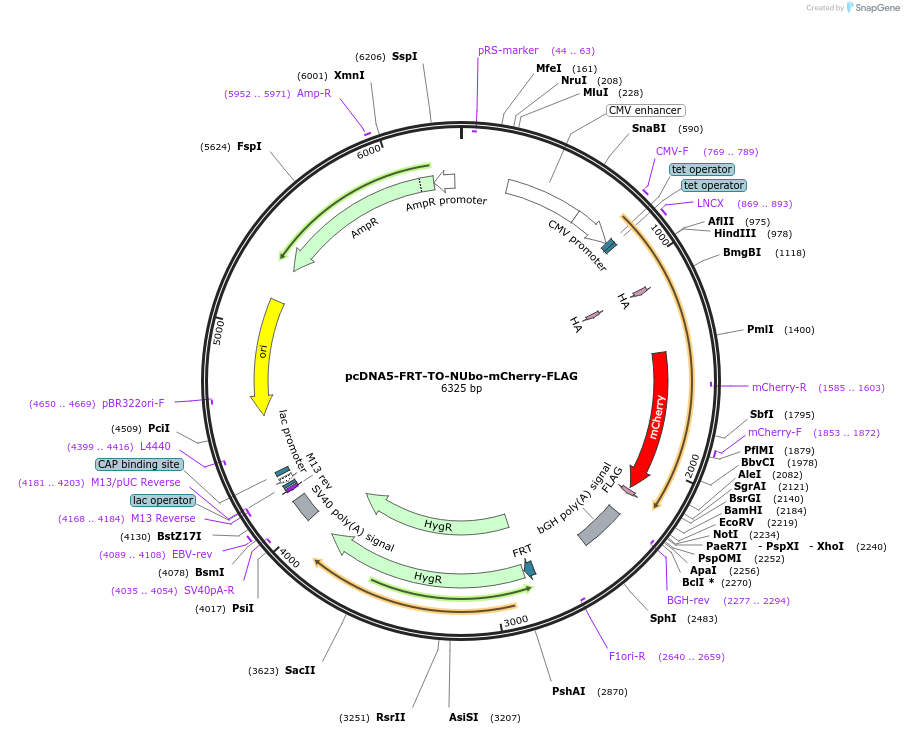 212798-plasmid-map-sequence-id-418917